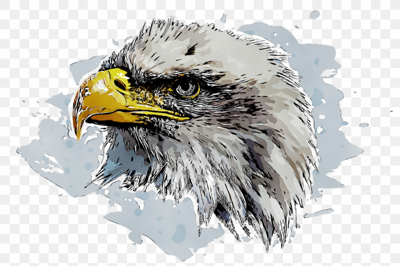 Bald Eagle Beak Eagle, PNG, 1920x1280px, Watercolor, Bald Eagle, Beak, Eagle, Paint Download Free