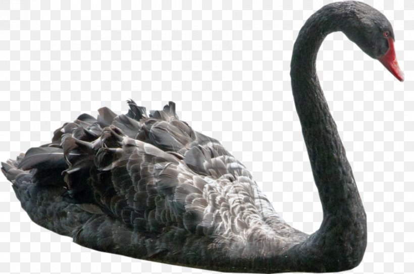 Black Swan Clip Art, PNG, 900x596px, Black Swan, Beak, Bird, Black Necked Swan, Cygnini Download Free