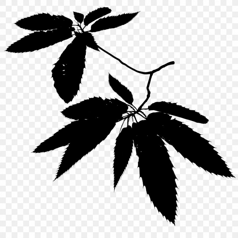 Black & White, PNG, 1024x1024px, Black White M, Blackandwhite, Botany, Flower, Flowering Plant Download Free