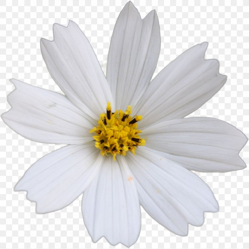 Common Daisy German Chamomile Flower Yellow, PNG, 1198x1200px, Common Daisy, Annual Plant, Aster, Blue, Chamaemelum Nobile Download Free