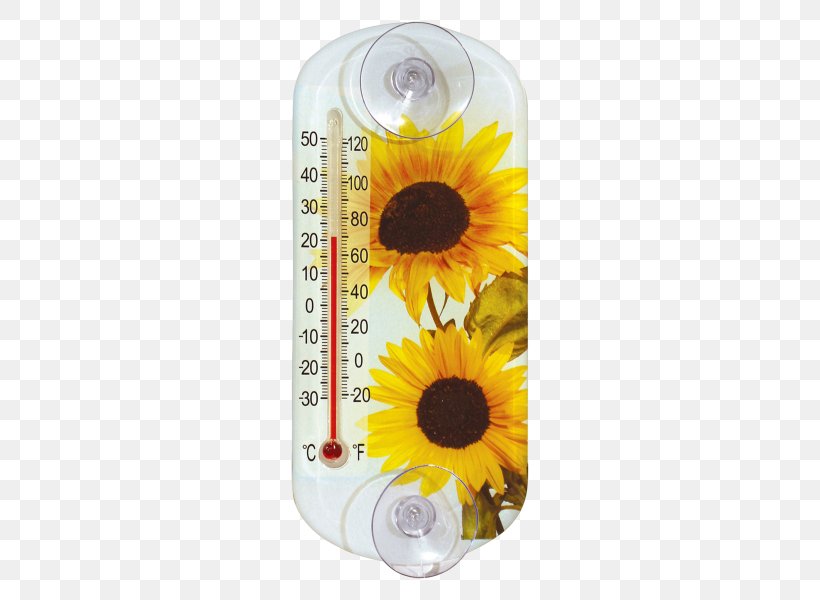 Common Sunflower Sunflower Seed Daisy Family Thermometer Measurement, PNG, 600x600px, Common Sunflower, Bimetal, Daisy Family, Flower, Flowering Plant Download Free