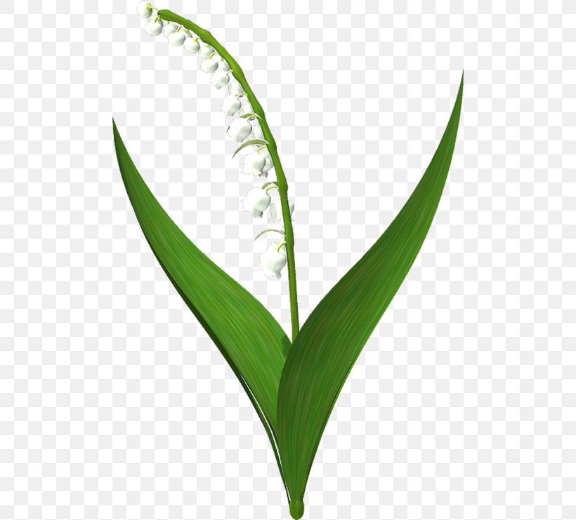 Lily Of The Valley Plant Stem Clip Art, PNG, 500x741px, Lily Of The Valley, Flower, Grass, Grass Family, Grasses Download Free
