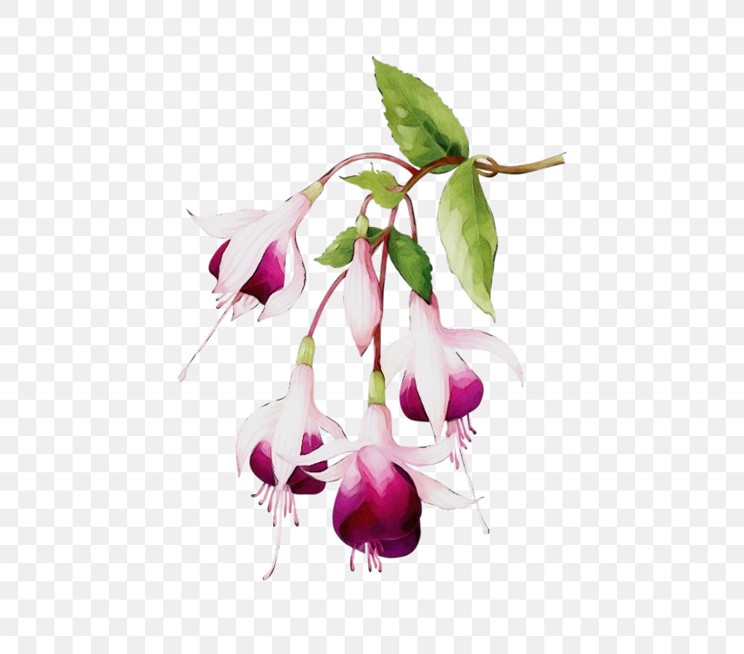 Plant Stem Cut Flowers Fuchsia Flower Petal, PNG, 720x720px, Watercolor, Biology, Branching, Cut Flowers, Flora Download Free