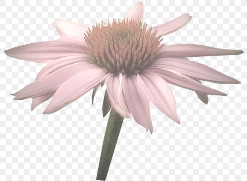 Coneflower Cut Flowers Computer Mouse, PNG, 800x600px, Coneflower, Computer Mouse, Cut Flowers, Daisy Family, Flower Download Free
