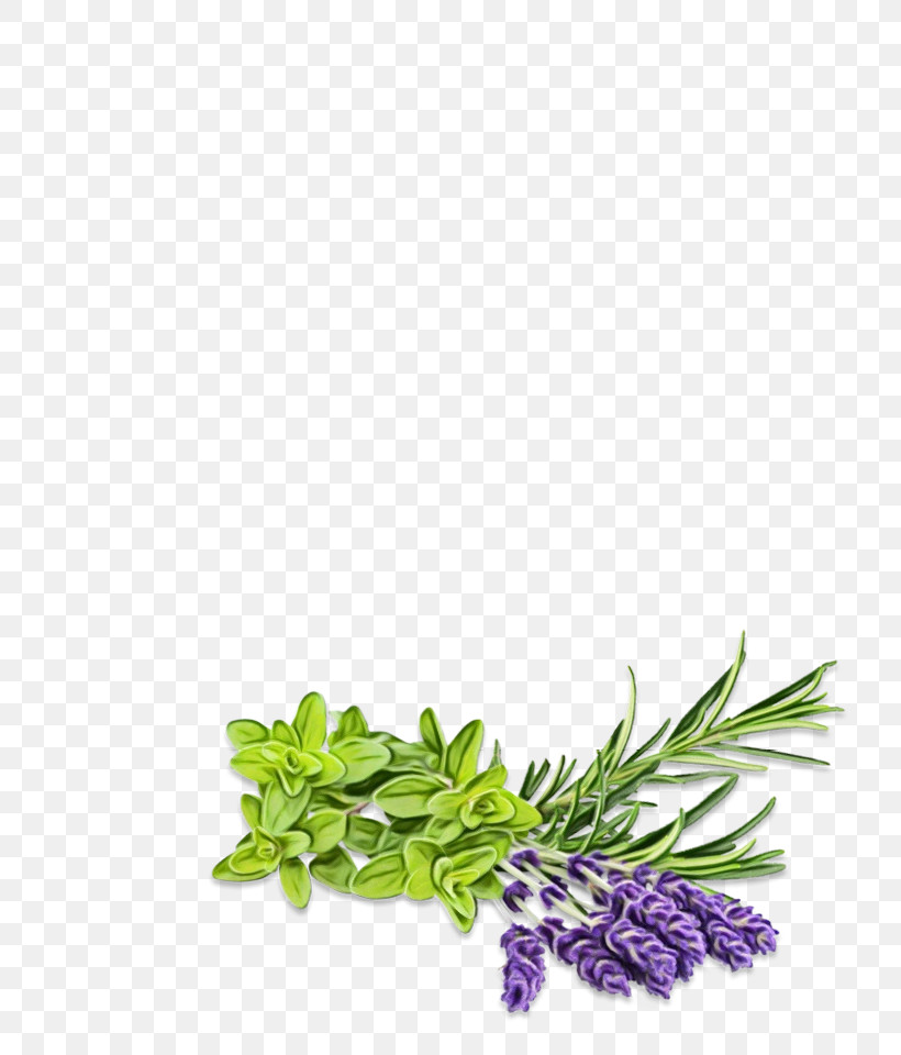 Herbal Medicine Superfood Leaf, PNG, 762x960px, Watercolor, Breckland Thyme, Common Sage, Fines Herbes, Flower Download Free