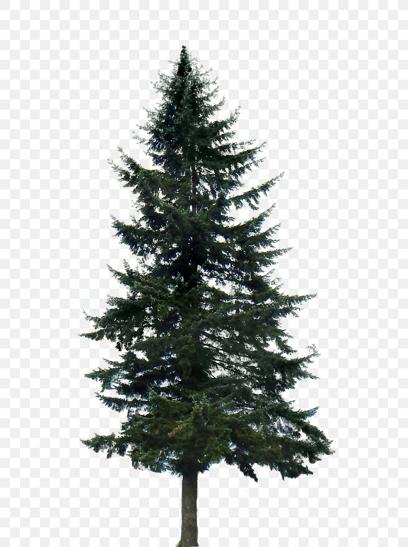 Pine Tree Fir Clip Art, PNG, 591x1099px, Pine, Biome, Branch, Cedar, Christmas Decoration Download Free