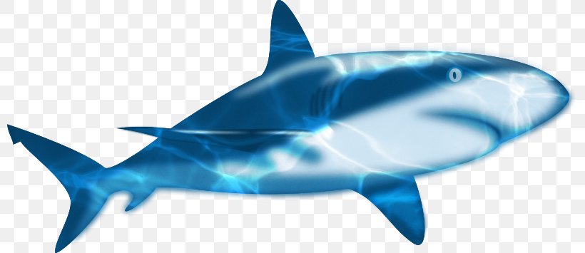 Shark Animation, PNG, 800x355px, Shark, Animation, Blue, Blue Shark, Cartilaginous Fish Download Free