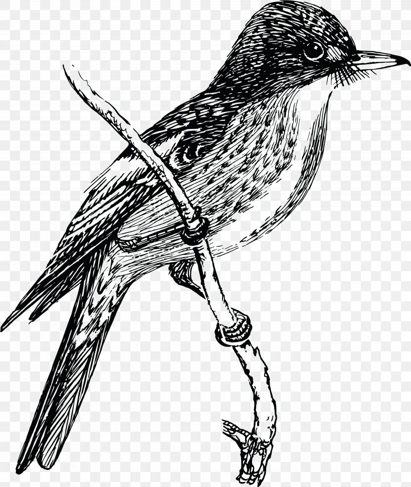 Bird Drawing Clip Art, PNG, 4000x4734px, Bird, Art, Beak, Black And White, Cuculiformes Download Free
