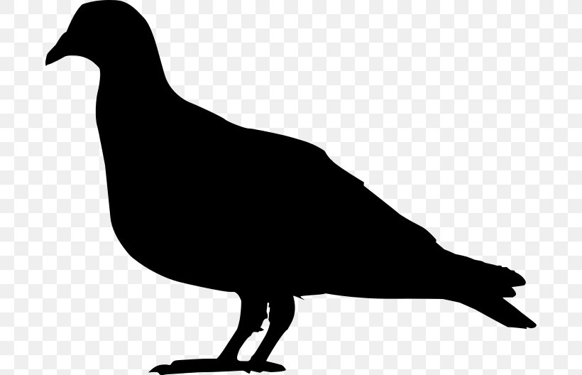 Domestic Pigeon Columbidae Silhouette Clip Art, PNG, 692x528px, Domestic Pigeon, Beak, Bird, Black And White, Chestnutbellied Imperial Pigeon Download Free
