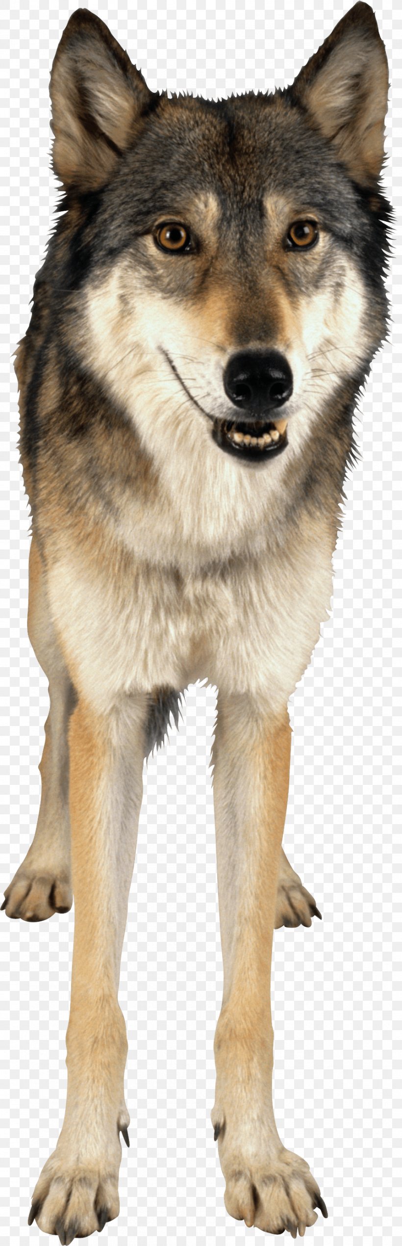 Gray Wolf, PNG, 894x2770px, Siberian Husky, Animal, Black Wolf, Canadian Eskimo Dog, Canis Lupus Tundrarum Download Free