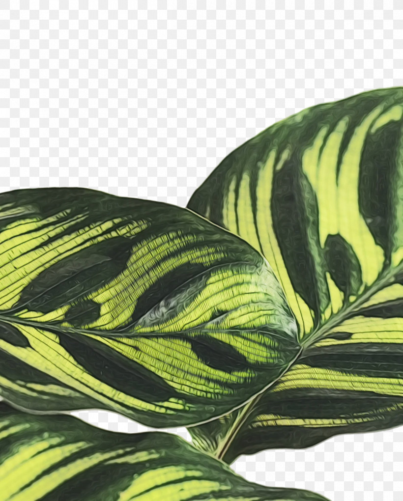 Leaf Green Pattern Science Biology, PNG, 1200x1493px, Watercolor, Biology, Green, Leaf, Paint Download Free