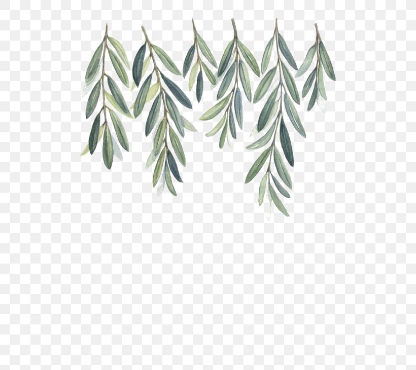 Olive Branch Watercolor Painting, PNG, 564x730px, Olive Branch, Art, Branch, Drawing, Green Download Free
