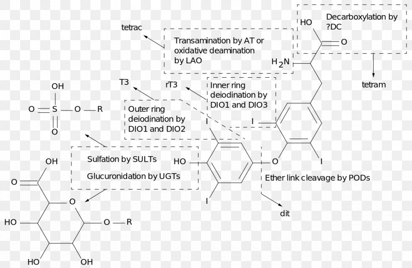 Thyroid Hormones Metabolism Decarboxylation, PNG, 1280x834px, Thyroid Hormones, Area, Black And White, Decarboxylation, Diagram Download Free