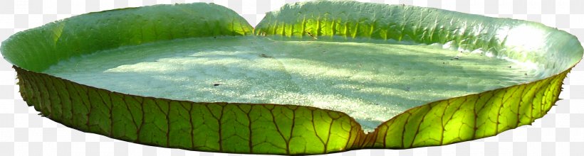Water Lily Leaf, PNG, 2337x629px, Water Lily, Baking Cup, Bread Pan, Cookware And Bakeware, Drawing Download Free