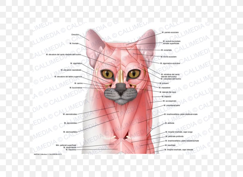 Whiskers Domestic Short-haired Cat Muscle Anatomy, PNG, 600x600px, Watercolor, Cartoon, Flower, Frame, Heart Download Free