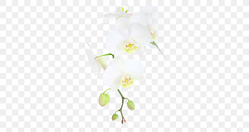 Eira Hospital Palmer College Of Chiropractic Moth Orchids, PNG, 295x434px, Eira, Bolsius Group, Branch, Chiropractic, Chiropractor Download Free