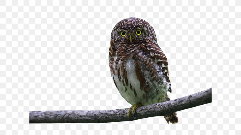 Owl Bird, PNG, 620x458px, Owl, Beak, Bird, Bird Of Prey, Fauna Download Free