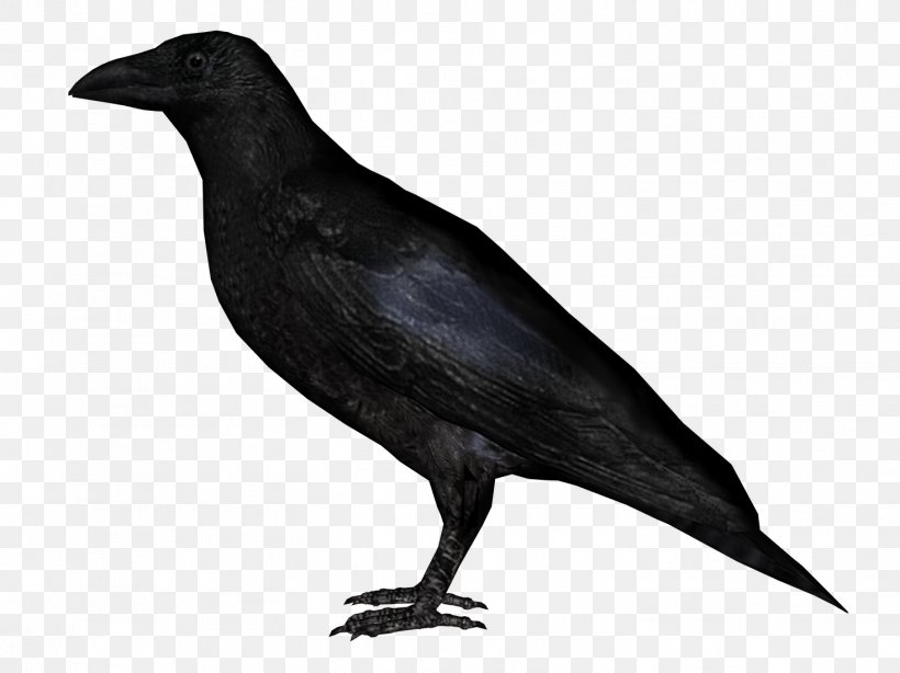 Rook Clip Art, PNG, 1469x1101px, Rook, American Crow, Beak, Bird, Black And White Download Free