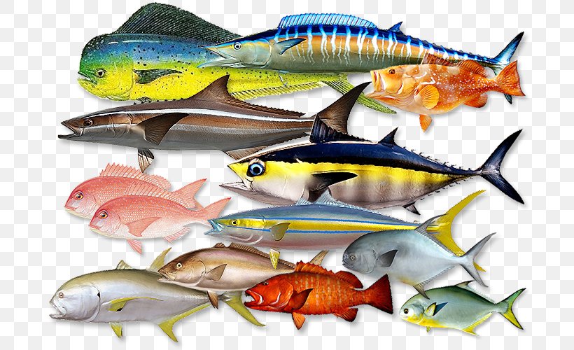 Sardine Mackerel Fish Products Anchovy Oily Fish, PNG, 696x500px, Sardine, Amberjack, Anchovy, Bluefish, Bonito Download Free