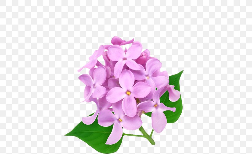 Flower Color, PNG, 640x502px, Flower, Blue, Color, Cut Flowers, Floral Design Download Free