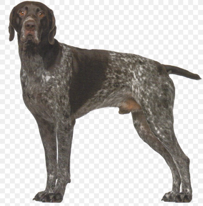 Old Danish Pointer German Shorthaired Pointer German Longhaired Pointer Auvergne Pointer Small Münsterländer, PNG, 900x913px, Old Danish Pointer, Animal, Braque D Auvergne, Breed, Carnivoran Download Free