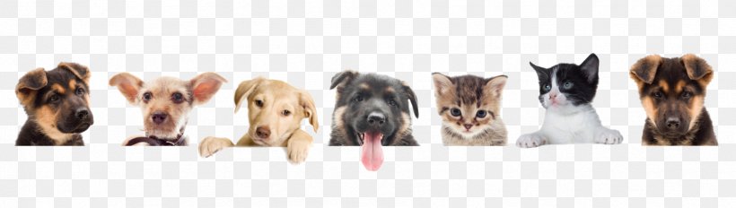 Pet Sitting Dog Puppy Kitten Cat, PNG, 1765x500px, Pet Sitting, Animal, Animal Figure, Animal Shelter, Cat Download Free