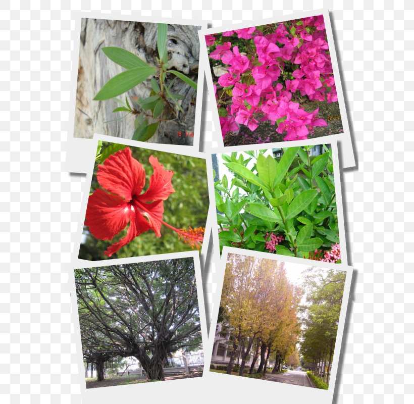 Petal Tree Leaf Shrub Flowering Plant, PNG, 600x800px, Petal, Flora, Flower, Flowering Plant, Grass Download Free