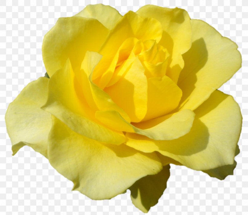 Belur Math Floribunda Austrian Briar Cabbage Rose Garden Roses, PNG, 982x852px, Belur Math, Austrian Briar, Blessing, Cabbage Rose, Close Up Download Free