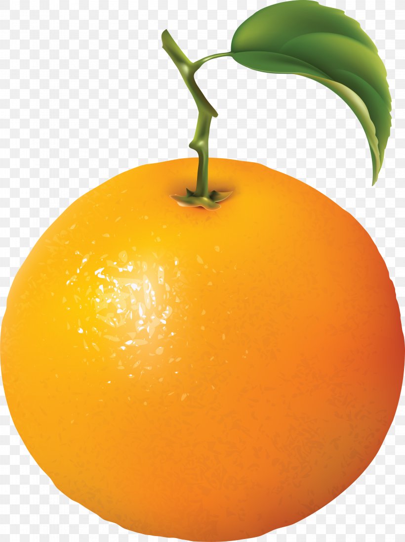 Orange Diagram Clip Art, PNG, 3163x4231px, Orange, Bitter Orange, Citric Acid, Citrus, Clementine Download Free