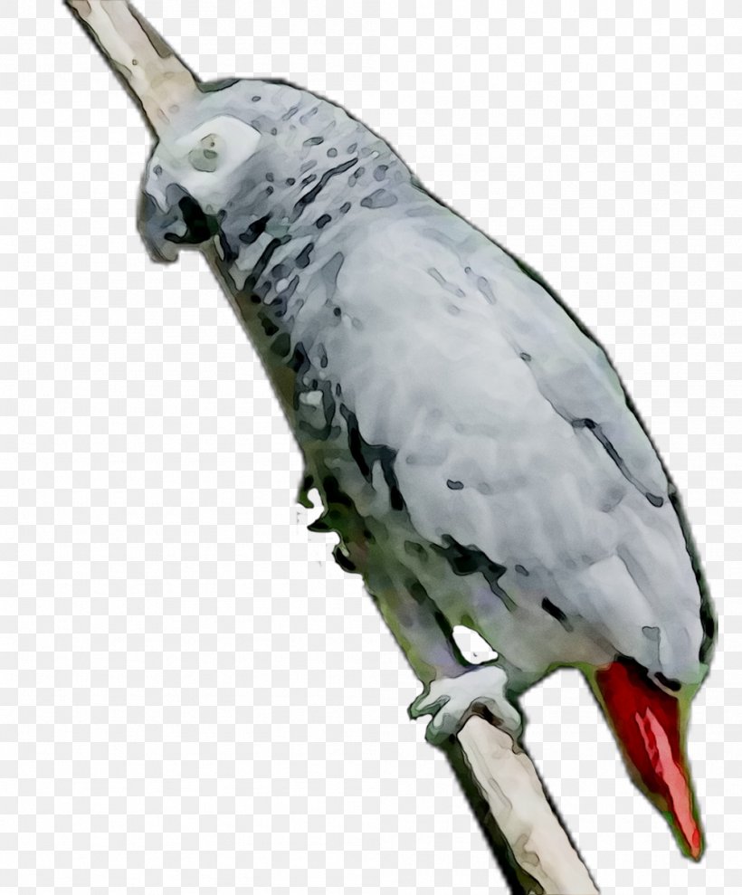 Pet Feather Parakeet Beak Fauna, PNG, 999x1206px, Pet, Beak, Bird, Fauna, Feather Download Free