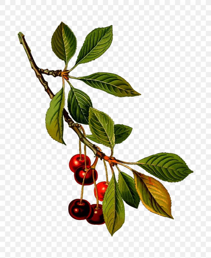 Sour Cherry Manhattan Sweet Cherry Prunus Fruticosa Kxf6hlers Medicinal Plants, PNG, 1046x1280px, Sour Cherry, Berry, Black Cherry, Branch, Cherry Download Free