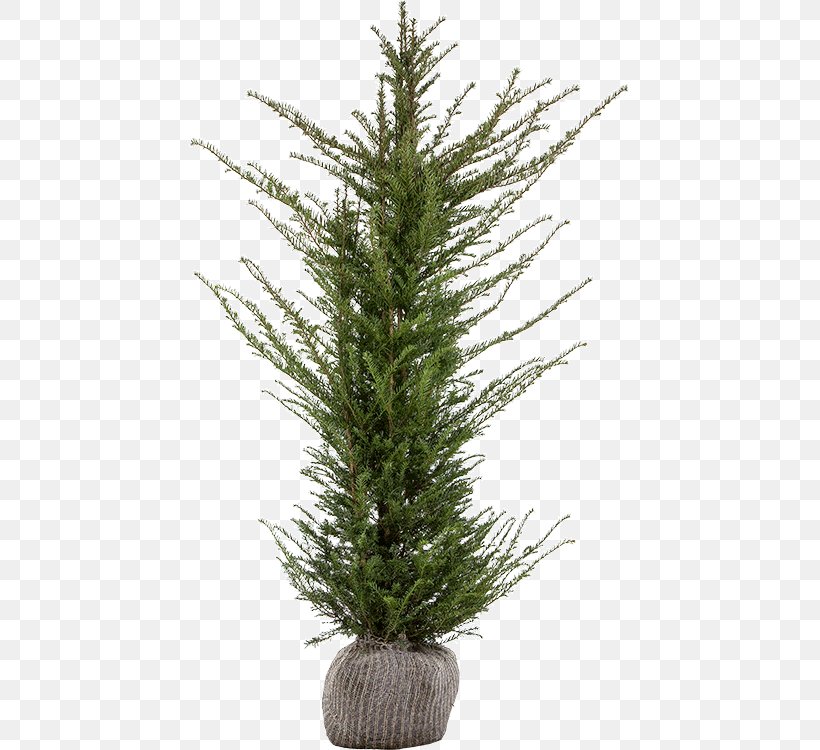 Spruce English Yew Evergreen Fir Pine, PNG, 441x750px, Spruce, Centimeter, Christmas, Christmas Decoration, Christmas Tree Download Free