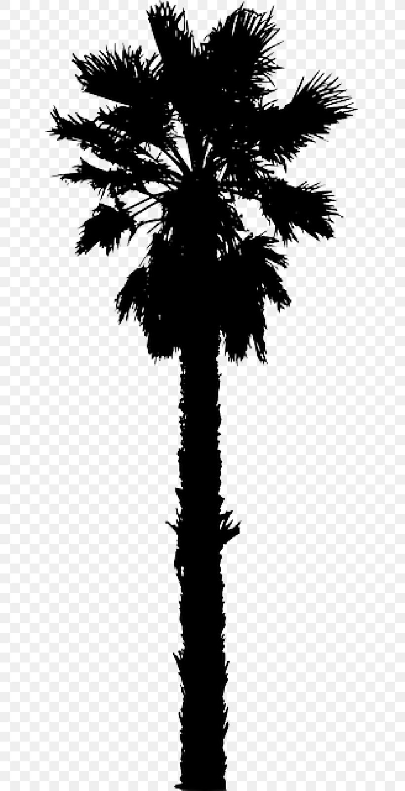 California Palm Clip Art Palm Trees Vector Graphics, PNG, 800x1600px, California Palm, Arecales, Attalea Speciosa, Blackandwhite, Borassus Flabellifer Download Free