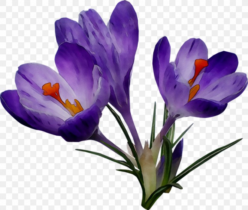 Crocus Saffron Herbaceous Plant Plants, PNG, 1187x1007px, Crocus, Cretan Crocus, Flower, Flowering Plant, Herbaceous Plant Download Free