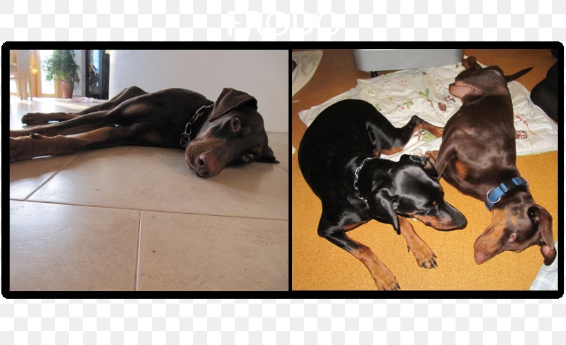 Dobermann Rottweiler Dog Breed Puppy German Pinscher, PNG, 820x500px, Dobermann, Breed, Carnivoran, Crossbreed, Dog Download Free