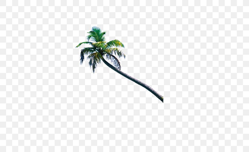 Download, PNG, 500x500px, Arecaceae, Beach, Branch, Coconut, Leaf Download Free