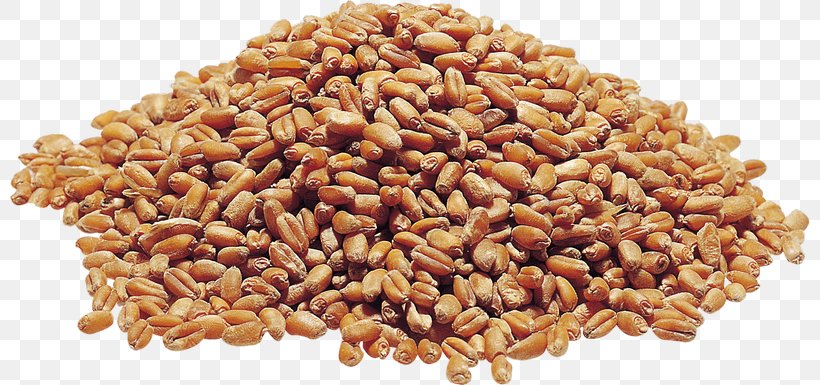 Food Grain Wheat Cereal, PNG, 800x385px, Food Grain, Cereal, Cereal Germ, Commodity, Crop Download Free