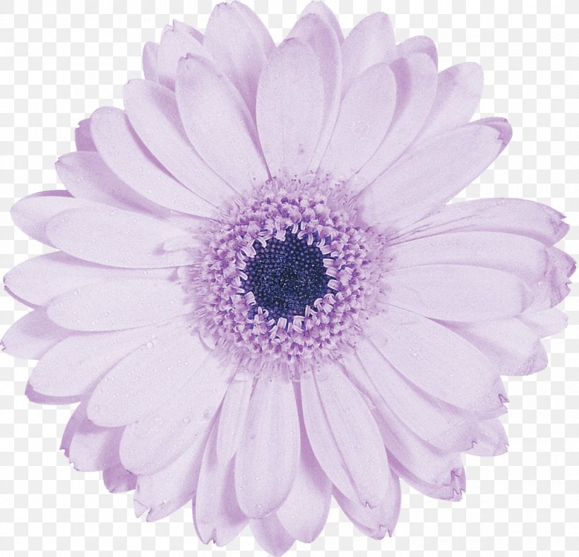 Cut Flowers Photography Petal Purple, PNG, 1200x1155px, Flower, Aster, Black And White, Blue, Chrysanthemum Download Free