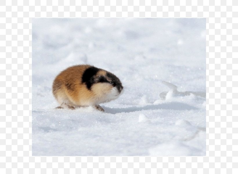 Hamster Lemming Far East Geography Tundra, PNG, 600x600px, Hamster, Complex, Far East, Fur, Geography Download Free