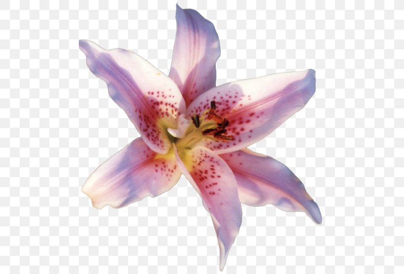 Lilium Candidum Flower Clip Art, PNG, 500x557px, Lilium Candidum, Flower, Flowering Plant, Lilac, Liliaceae Download Free