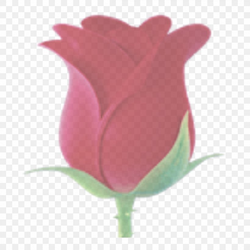 Pink Tulip Petal Flower Plant, PNG, 2289x2289px, Pink, Flower, Flowering Plant, Herbaceous Plant, Lily Family Download Free