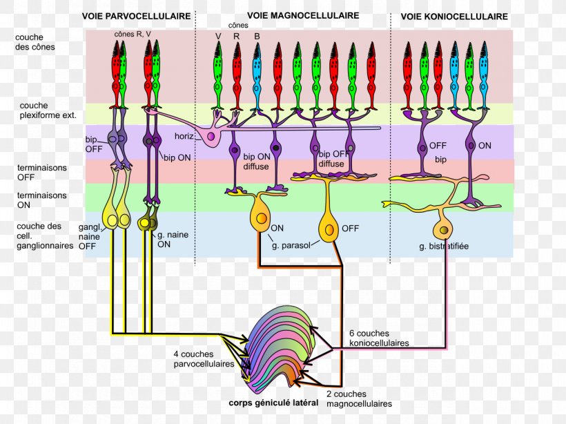 Retinal Ganglion Cell, PNG, 1280x959px, Retinal Ganglion Cell, Area, Cell, Cone Cell, Diagram Download Free