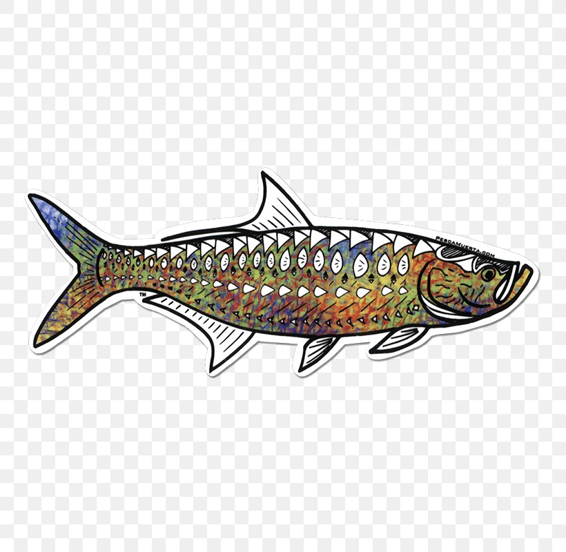 Sardine Spoon Lure Northern Pike Fishing Clip Art, PNG, 800x800px, Sardine, Art, Atlantic Tarpon, Bait, Bony Fish Download Free