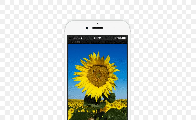 Smartphone Bee Mobile Phone Accessories Sunflower M Text Messaging, PNG, 514x500px, Smartphone, Bee, Communication Device, Daisy Family, Flower Download Free