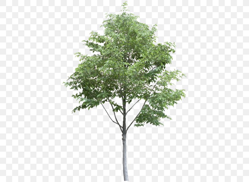 Tree, PNG, 420x600px, Tree, Branch, Plant, Rendering, Shrub Download Free