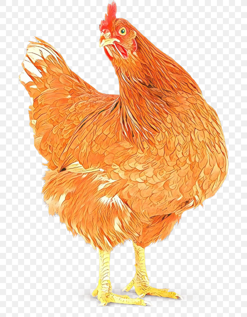 Chicken Bird Rooster Comb Beak, PNG, 700x1053px, Chicken, Beak, Bird, Comb, Fowl Download Free