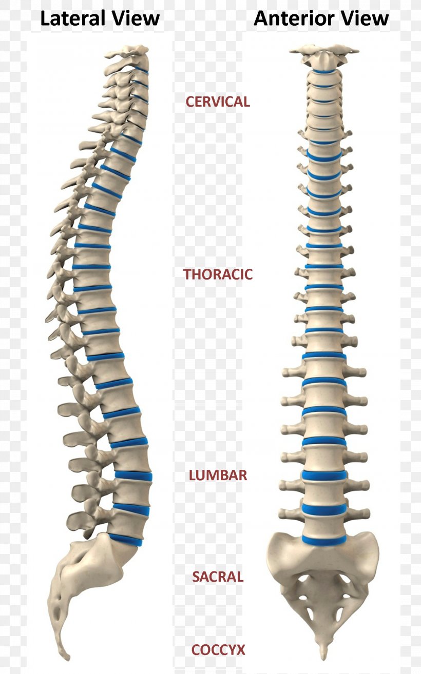 Craniosacral Therapy Scoliosis Surgery Vertebral Column Human Skeleton, PNG, 1558x2497px, Craniosacral Therapy, Chiropractic, Chiropractor, Health, Heart Download Free