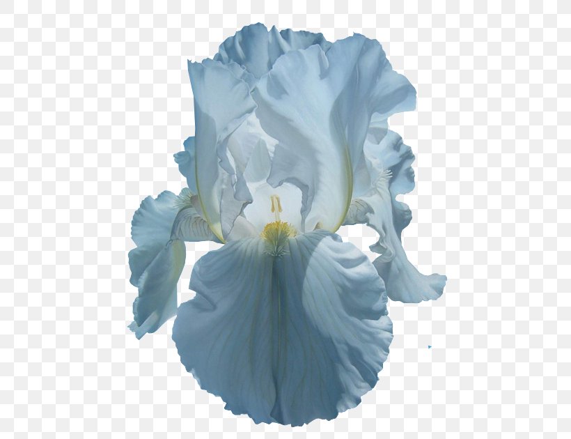 Irises Flower Common Poppy Clip Art, PNG, 507x630px, Irises, Blue, Common Poppy, Cut Flowers, Flower Download Free