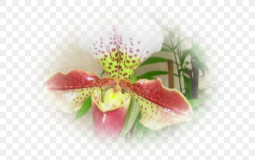 Moth Orchids Close-up Pink M, PNG, 685x514px, Moth Orchids, Close Up, Closeup, Flora, Flower Download Free