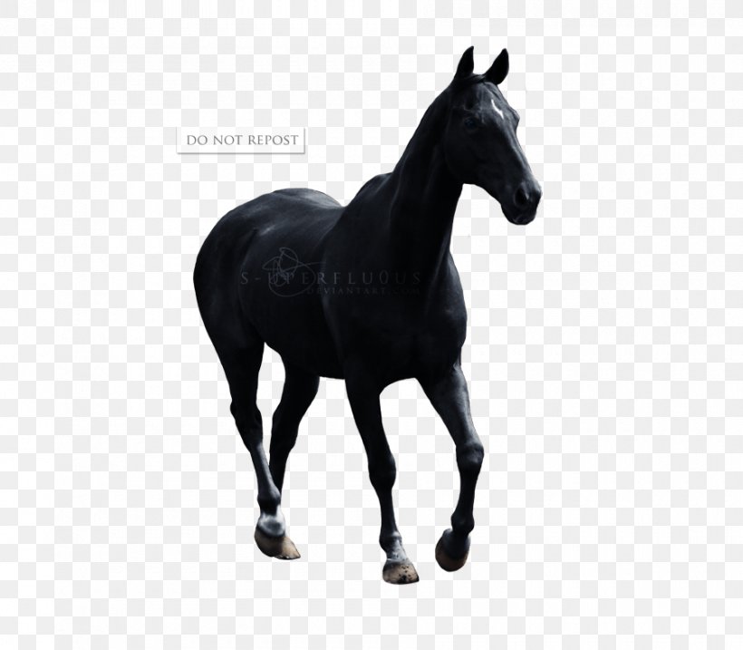 Pony Appaloosa Mustang Stallion Foal, PNG, 900x788px, Pony, Appaloosa, Art, Bit, Black Download Free
